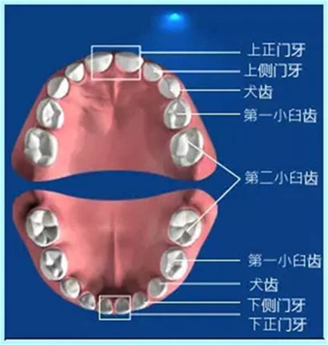 牙齒小顆的人|牙齒